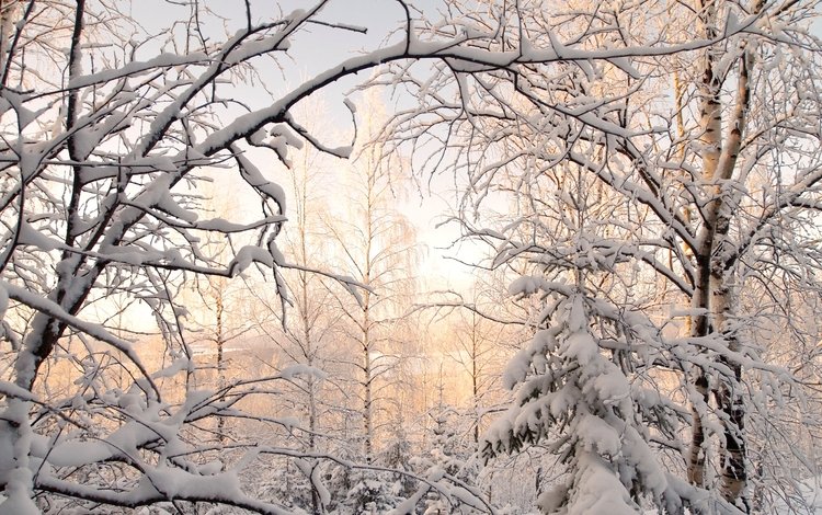 деревья, снег, зима, березы, ель, trees, snow, winter, birch, spruce