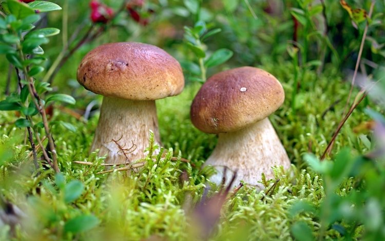 грибы, парочка,  белый гриб, mushrooms, a couple, white mushroom