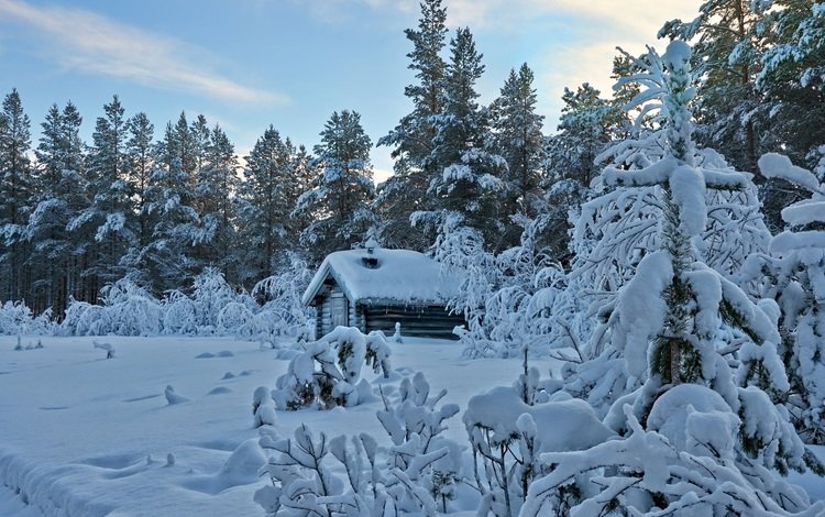 деревья, снег, лес, зима, дом, trees, snow, forest, winter, house