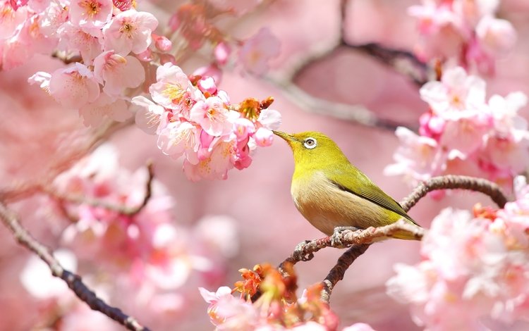 птица, весна, сакура, белоглазка, bird, spring, sakura, white-eyed