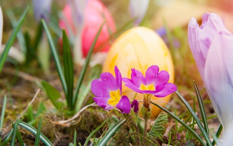 цветы, трава, природа, весна, пасха, яйца, праздник, крашенки, зеленые пасхальные, flowers, grass, nature, spring, easter, eggs, holiday