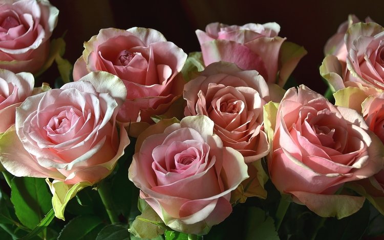 цветы, бутоны, розы, лепестки, розовый, flowers, buds, roses, petals, pink