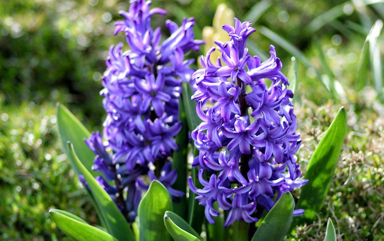 цветы, весна, фиолетовые, гиацинты, flowers, spring, purple, hyacinths