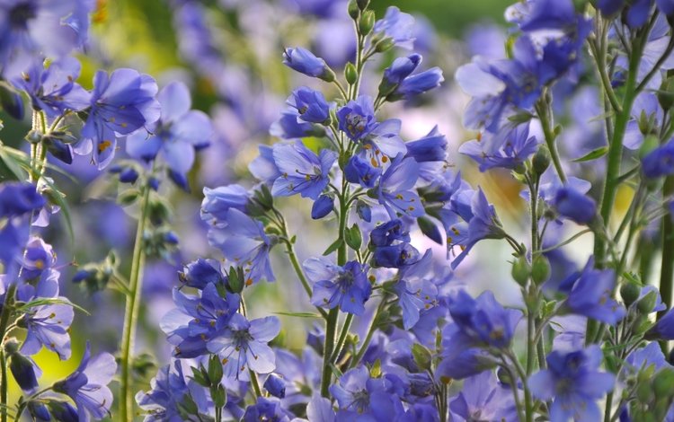 цветы, макро, лепестки, стебли, синие, синюха, flowers, macro, petals, stems, blue