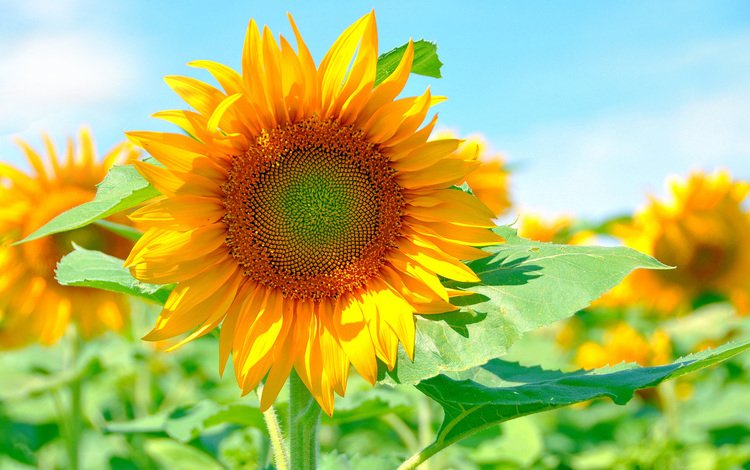 солнце, желтый, лепестки, подсолнух, яркий, the sun, yellow, petals, sunflower, bright