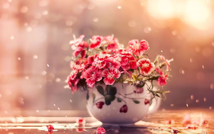 цветы, дождь, чашка, flowers, rain, cup