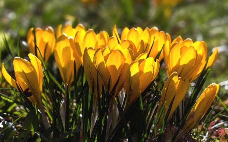 весна, желтые, крокусы, spring, yellow, crocuses