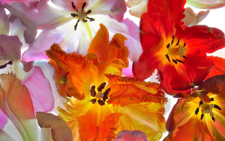 макро, лепестки, тюльпаны, macro, petals, tulips