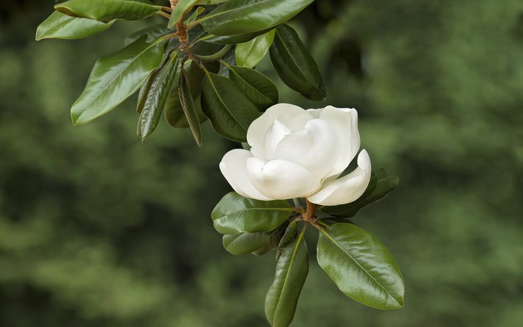 ветка, белый, магнолия, branch, white, magnolia