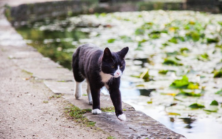 вода, кот, кошка, пруд, идёт, water, cat, pond, is