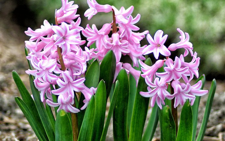 весна, розовый, гиацинт, spring, pink, hyacinth