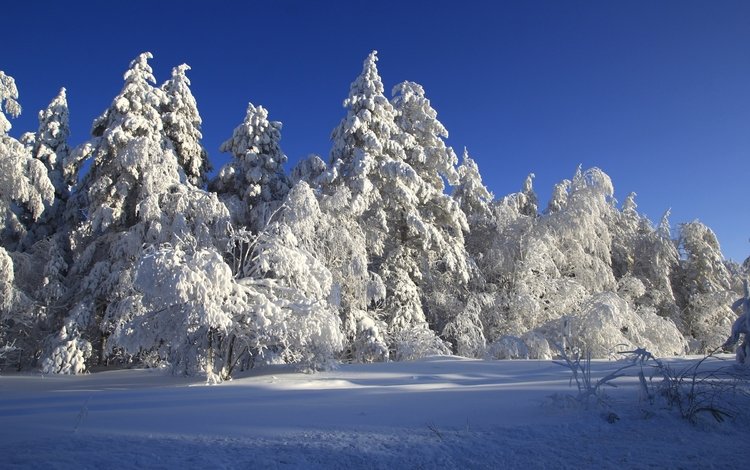 деревья, снег, зима, сказка, trees, snow, winter, tale