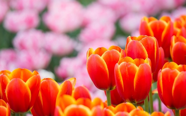 бутоны, красный, весна, тюльпаны, buds, red, spring, tulips