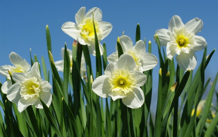 макро, весна, нарциссы, macro, spring, daffodils