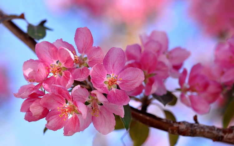 ветка, цветение, макро, весна, розовый, branch, flowering, macro, spring, pink