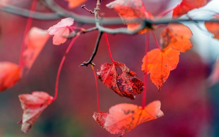 листья, осень, красные, листочки, leaves, autumn, red