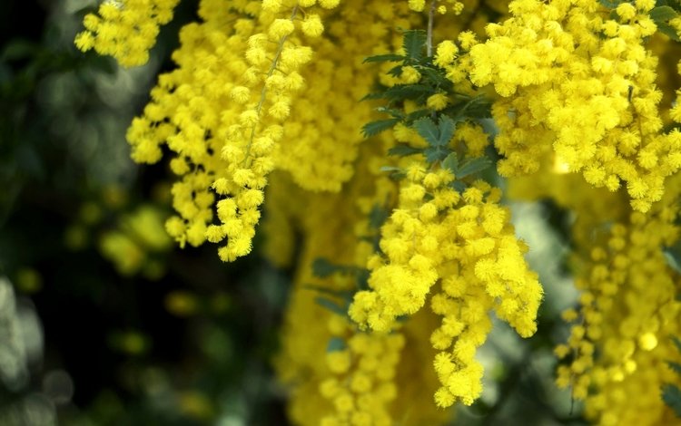 желтый, макро, пушистый, весна, мимоза, yellow, macro, fluffy, spring, mimosa