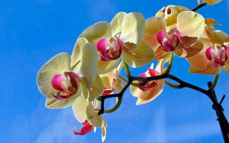 небо, красота, орхидея, the sky, beauty, orchid