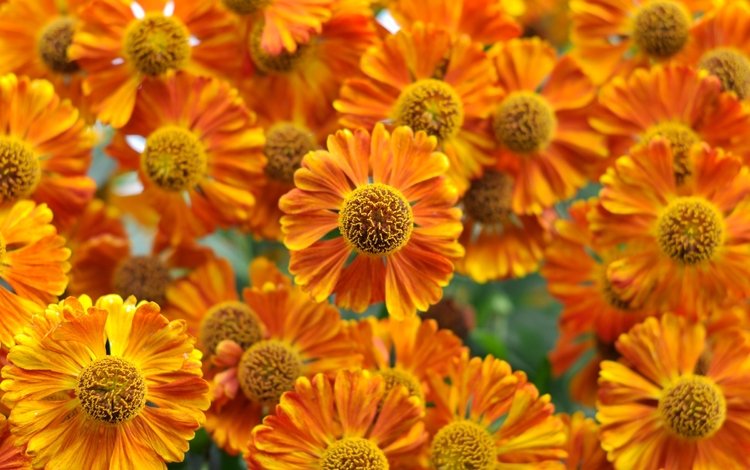 цветы, макро, оранжевые, гелениум, flowers, macro, orange, gelenium