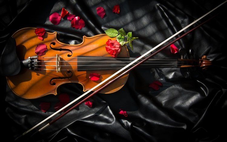 розы, скрипка, смычок, roses, violin, bow
