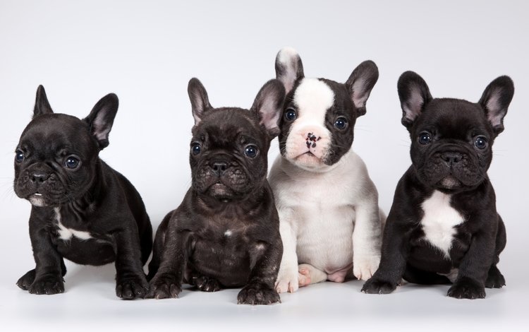 щенки, французский бульдог, милые, puppies, french bulldog, cute