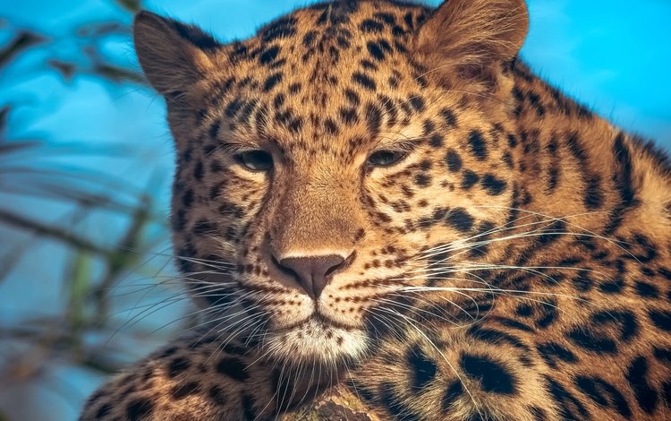 портрет, леопард, пятна, portrait, leopard, spot