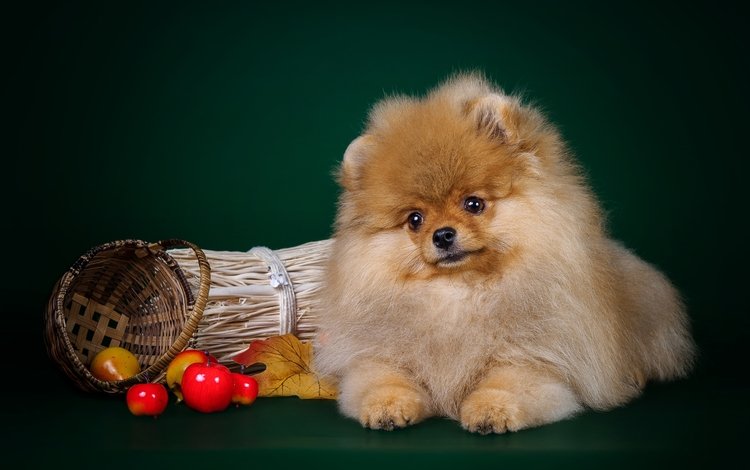 щенок, милый, шпиц, puppy, cute, spitz