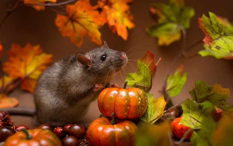 мышь, зверек, тыквы, крыса, mouse, animal, pumpkin, rat