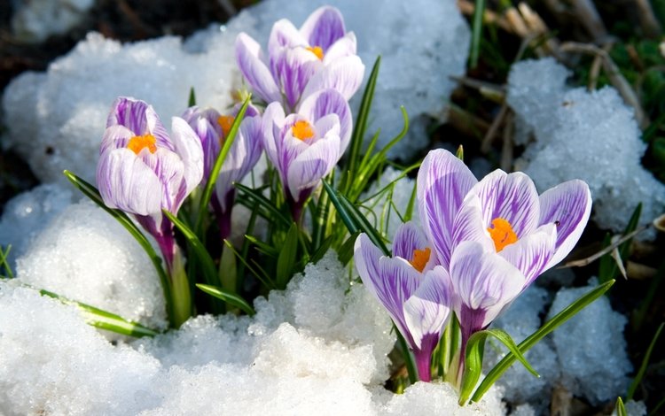 снег, весна, крокусы, snow, spring, crocuses