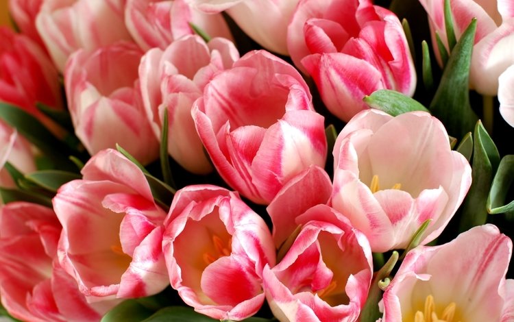 бутоны, макро, тюльпаны, buds, macro, tulips