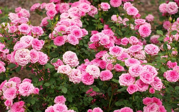 цветы, бутоны, розы, лепестки, розовый, куст, flowers, buds, roses, petals, pink, bush