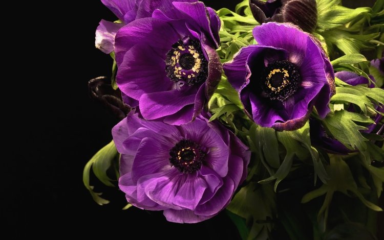 цветы, листья, макро, лепестки, черный фон, лиловый, анемоны, flowers, leaves, macro, petals, black background, purple, anemones