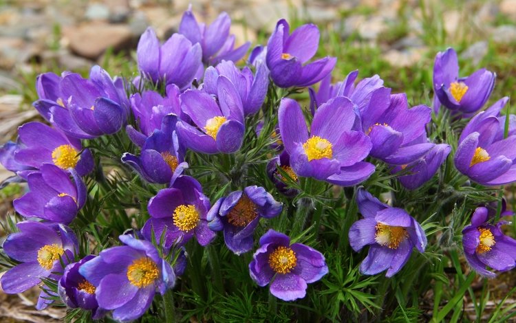 фиолетовый, весна, анемоны, сон-трава, прострел, purple, spring, anemones, sleep-grass, cross
