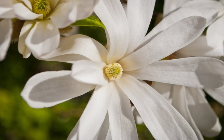 макро, белая, магнолия, macro, white, magnolia
