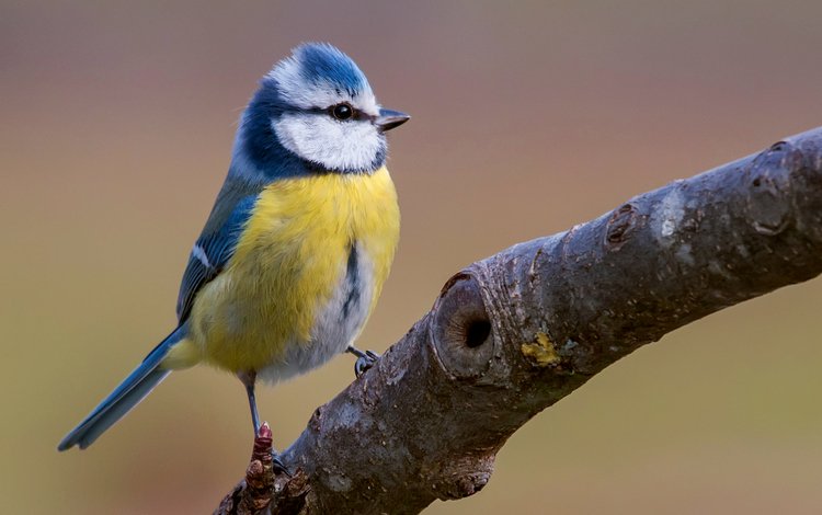 ветка, птица, синица, яркая, лазоревка, клювик, branch, bird, tit, bright, blue tit, beak