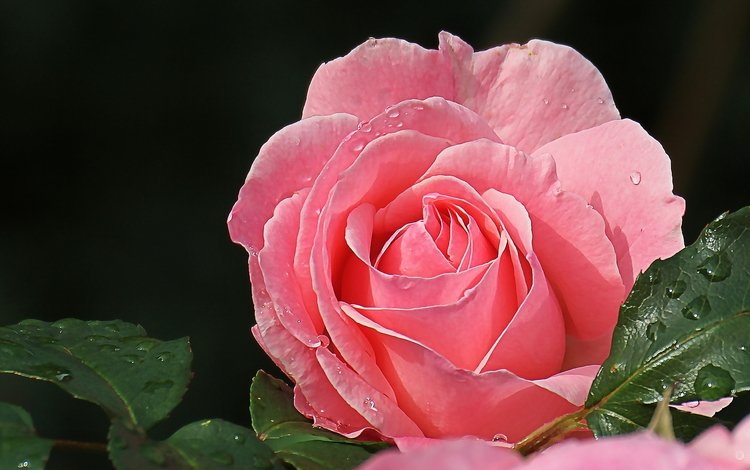макро, роза, лепестки, красавица, розовый, macro, rose, petals, beauty, pink