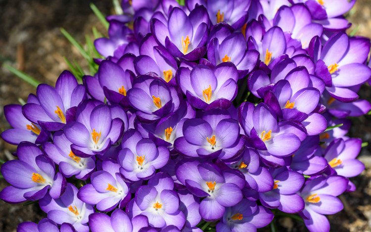цветы, макро, лепестки, фиолетовый, весна, крокусы, flowers, macro, petals, purple, spring, crocuses