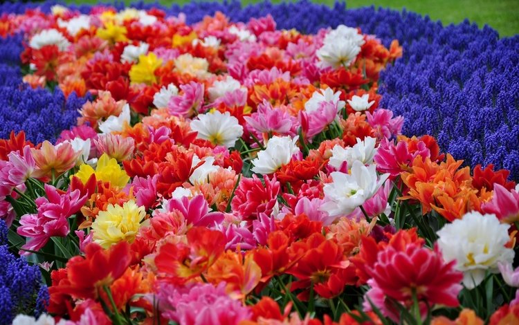 цветы, парк, тюльпаны, гиацинты, flowers, park, tulips, hyacinths