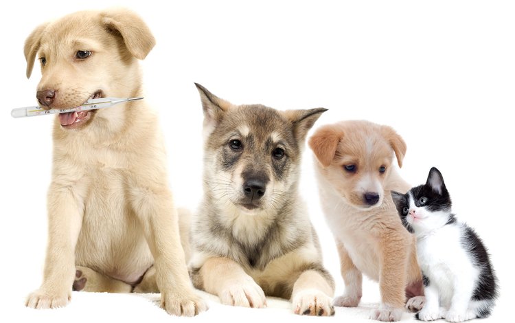 котенок, белый фон, щенки, лапки, собаки, мордочки, градусник, kitty, white background, puppies, legs, dogs, faces, thermometer