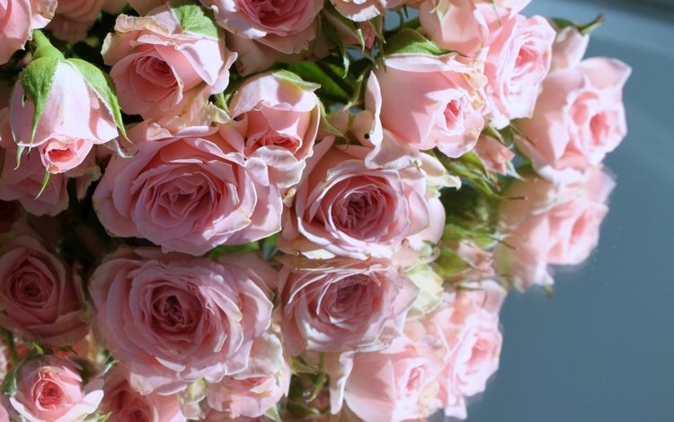 отражение, розы, розовые, reflection, roses, pink