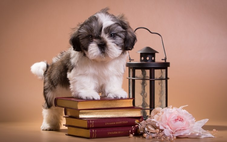 книги, щенок, фонарь, ши-тцу, books, puppy, lantern, shih tzu