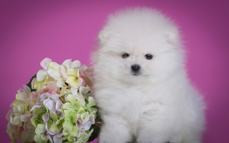 цветок, пушистый, белый, щенок, милый, гортензия, шпиц, flower, fluffy, white, puppy, cute, hydrangea, spitz