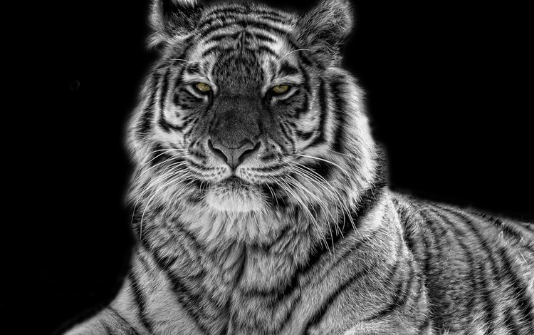 тигр, глаза, хищник, чёрно-белый, tiger, eyes, predator, black and white