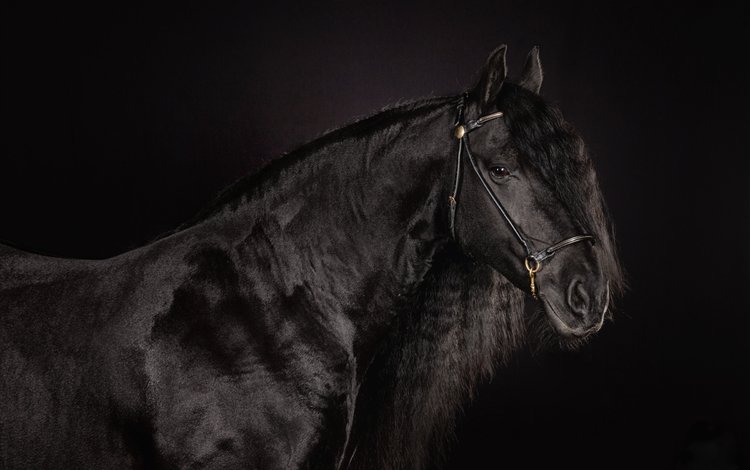 лошадь, черный фон, конь, грива, красавец, вороной, horse, black background, mane, handsome, crow