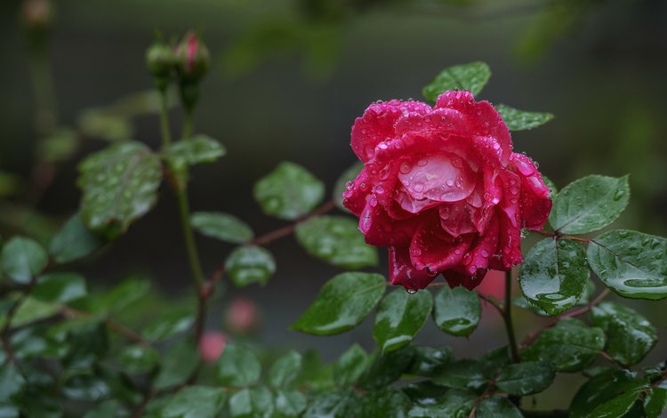 капли, роза, бутон, после дождя, drops, rose, bud, after the rain