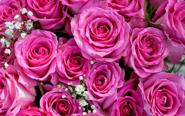 бутоны, розы, букет, розовый, гипсофила, buds, roses, bouquet, pink, gypsophila