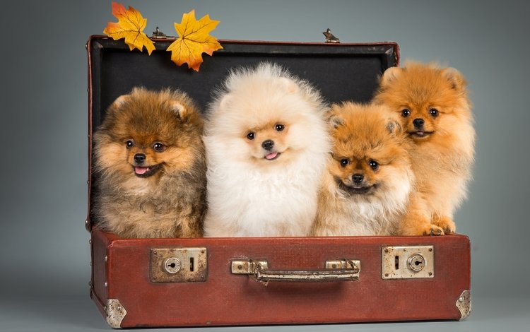 щенки, чемодан, шпицы, puppies, suitcase, spitz