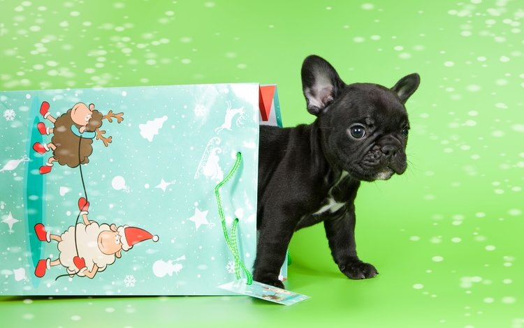 щенок, малыш, пакет, французский бульдог, puppy, baby, package, french bulldog