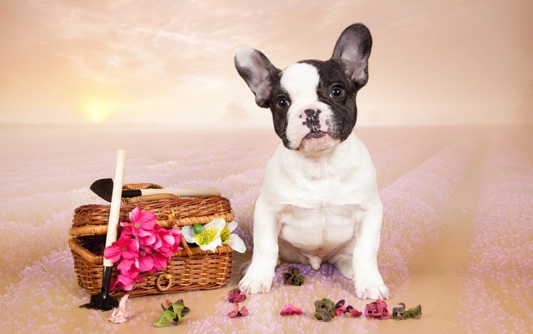 цветы, щенок, французский бульдог, flowers, puppy, french bulldog