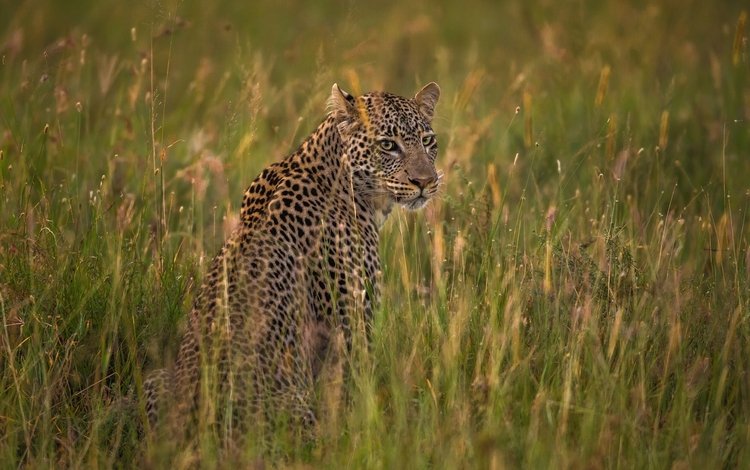 кошка, леопард, саванна, cat, leopard, savannah